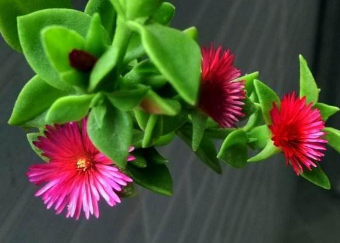 新手养2种“吊兰”,好养又好看,放角落也爆花,一年到头有花看