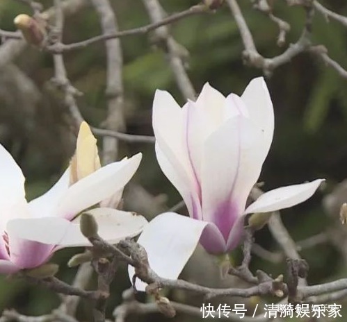 此花优雅清新，花开如云似雪，拥有着优雅高贵的灵魂
