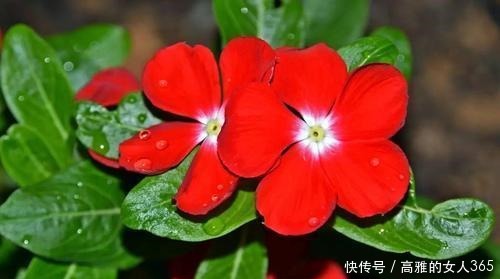 50种植物花语,不要再傻傻送错花了