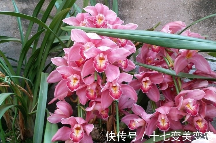 这款植物全年开花,花色艳丽花量大,比牡丹还好养,值得拥有