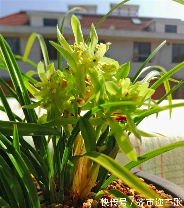 兰花中的“香花王”,花期长,花瓣似牡丹,又香又美价格低