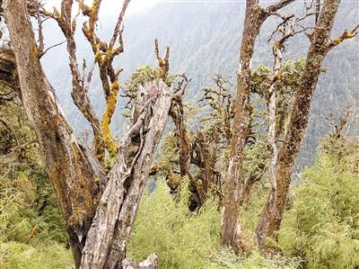 野生植物博物馆 ——独龙江峡谷