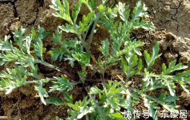 野菜|蒲公英、香椿、榆树钱、白蒿，一种野菜治一种病，了解一下