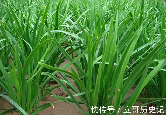 秋天|女性不愿老太快,要经常吃的好食物,美容养颜,滋润肌肤,吃了好