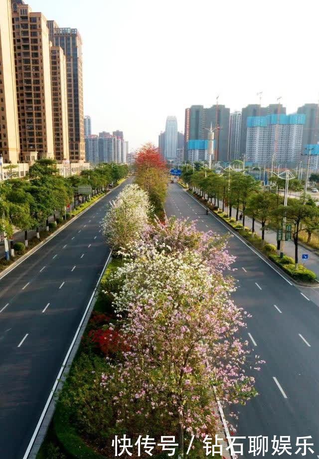三月|花样荷城,美不胜收!