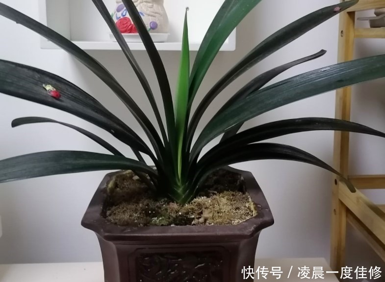 君子兰|夏季君子兰总是养不活是因为不知道这两点，今天教给你