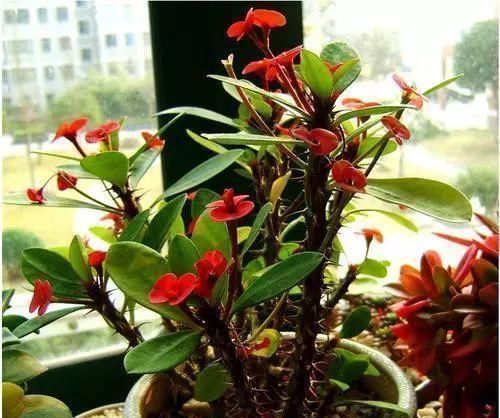 虎刺梅|5种花“寓意不好”,再喜欢也别养在“室内”,快搬出去吧