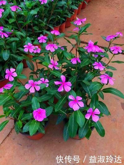 这3种花就是开花机器，一到夏天就摘心，满树花苞太美了