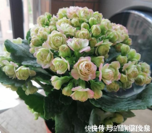 花瓣|长寿花里的“5个经典品种”,各有各的美,看完都想养一盆