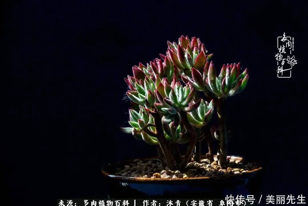 多肉——入了我的时光画卷!