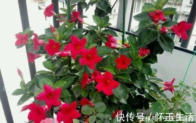 养花就养盆颜值高的花卉，花香四溢，花朵烂漫迷人，开花一簇簇！