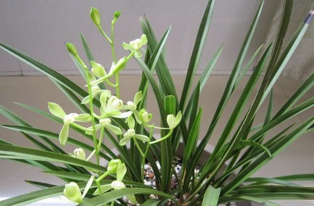 花友们|“它们”是天然的氮磷钾肥,兰花用上了,想不爆盆都难