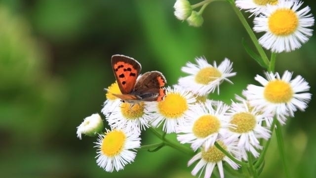 格外|认老乡啦!这6种花你们叫什么?名字土到掉渣,却格外亲切