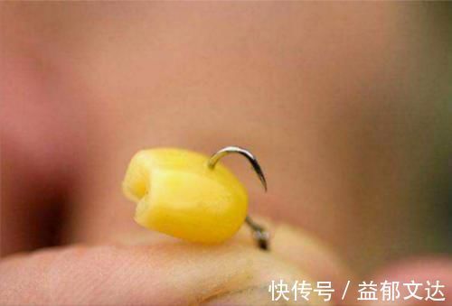 玉米|嫩玉米钓鱼,这两种泡制方法,能让渔获翻一倍