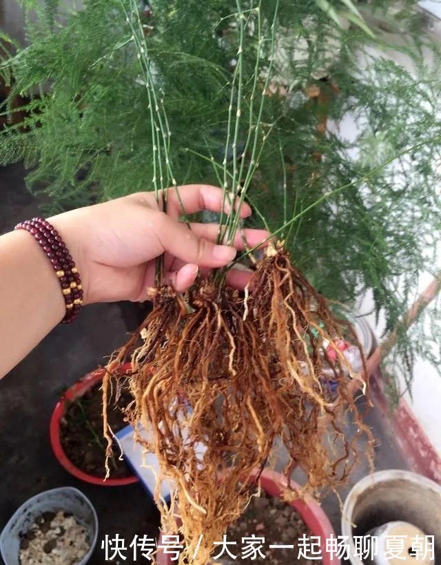 懒人|3种花不用扦插,掰下来就能活,1盆变10盆,懒人也能养