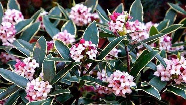 盆栽的金边瑞香夏季养护，需要注意哪些问题