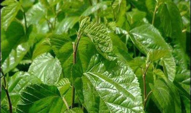 三高|农村的这个植物防癌还能治三高，你会使用吗