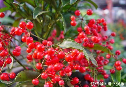 盆栽|居家养花,首选这3种,寓意美好观赏价值极高,是盆栽佳品!