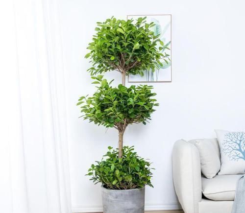 植物|4种“招财花”,喜不喜欢都要养,家里放一盆,财运自己送上门