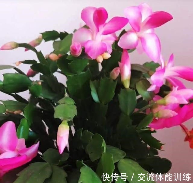 蟹爪兰养起来真省事，来点药水肥，花色明亮叶绿如油！