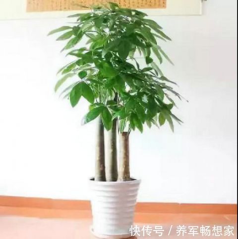 客厅不能乱养“花”,这种花被称为“破财花”,后悔现在才知道!