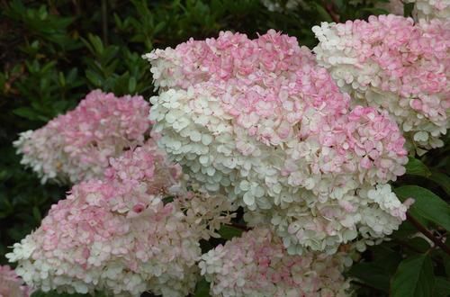  花朵|有一方院子，养2种花，比月季高级，花朵人见人爱