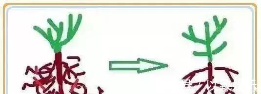 养花|养花要“七分管、三分剪”,花卉如何修剪你一定要懂