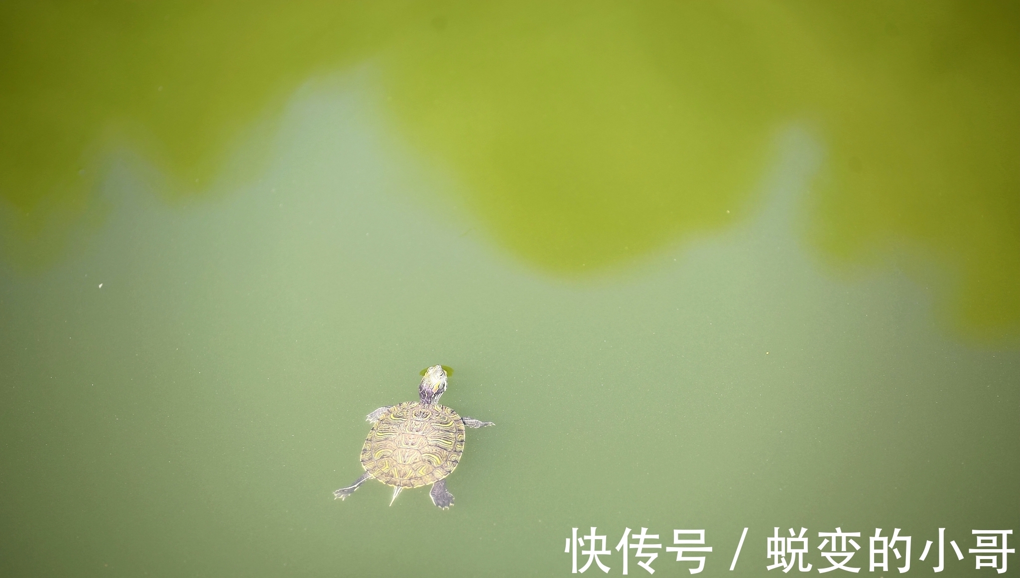 马鞭子$韩非子讲的3个寓言故事,故事很短,但真看懂了,会让你受用一生