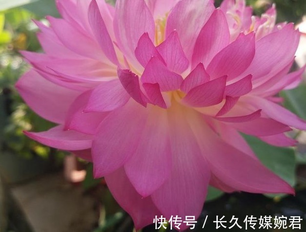 碗莲|这几种花草有水就能疯长，新手也不用愁，简直又好看又好养