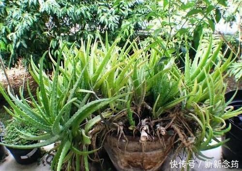 芦荟喜光畏寒怕涝,如何盆栽成老桩?养护专家告诉你