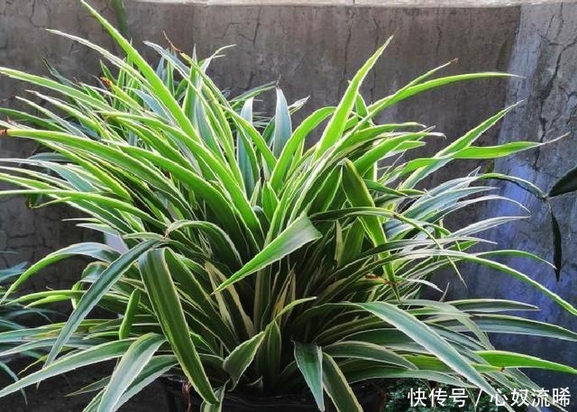 初秋给吊兰“整整型”，做好两件事，变成飘逸“小老桩”！