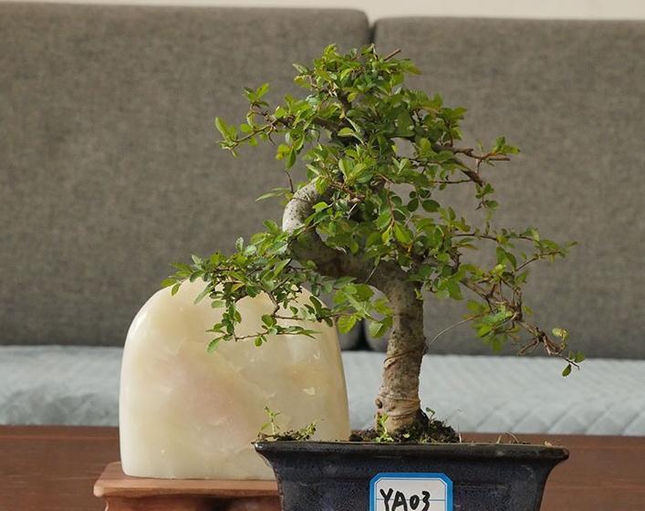 盆景榆树冬季黄叶,落叶,不是好事