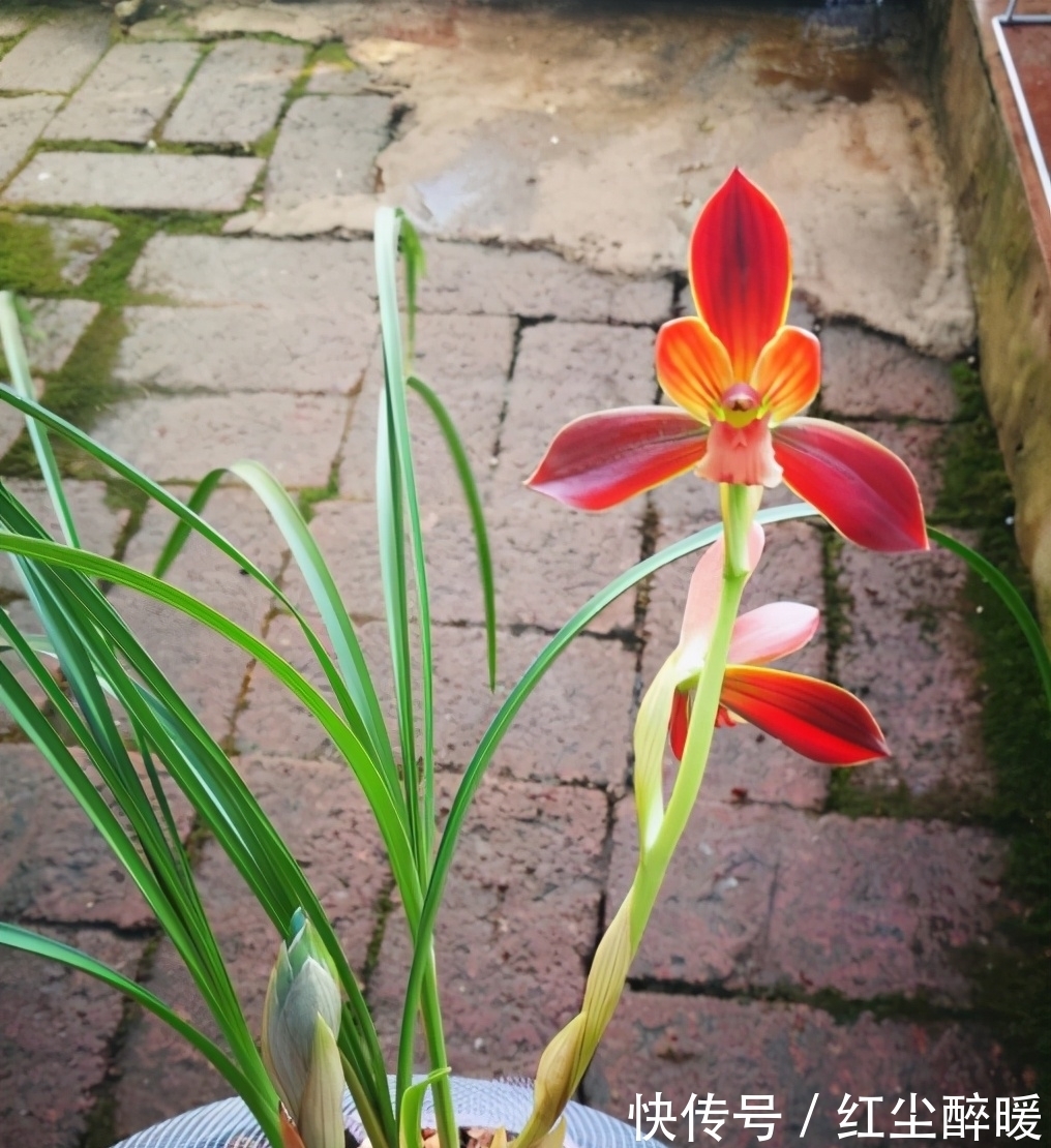 此兰花被誉为“国兰第一红”,花型工整,养护简单,曾多次获奖