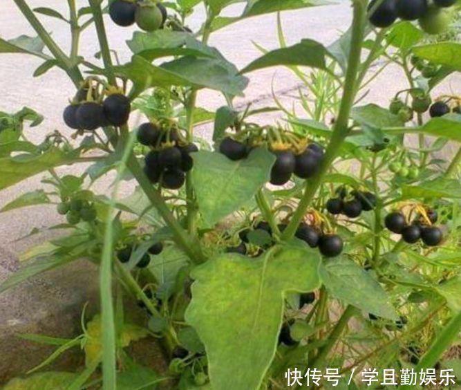 龙葵|这种“黑色果实”原来是“解毒之王”，家里种一棵，药费省不少
