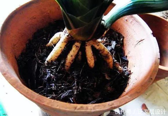 养花捡这料,烫壶开水捂3周,养啥都旺,比腐殖土好10倍