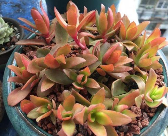 多肉变老桩,选盆不能凑合,用大盆效果差,教你不用颗粒土养好