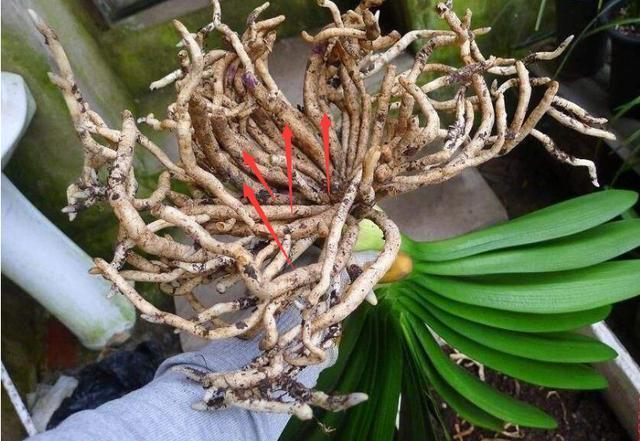 修剪|君子兰换盆时要剪根别太随意,剪错会整盆死