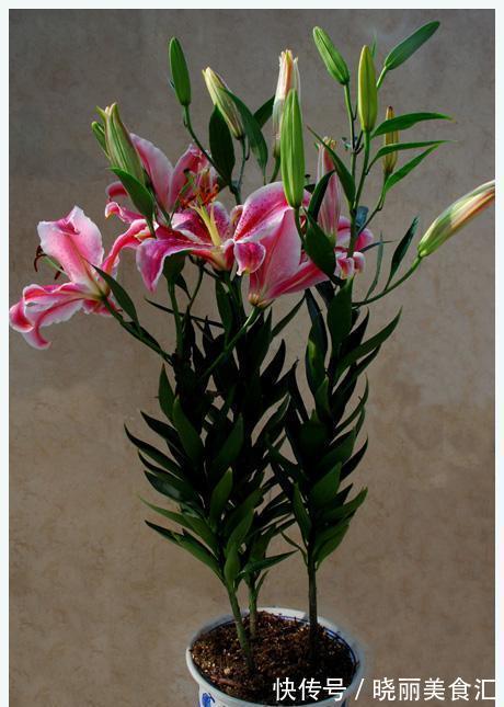 百合花叶子要是发黄了怎么办