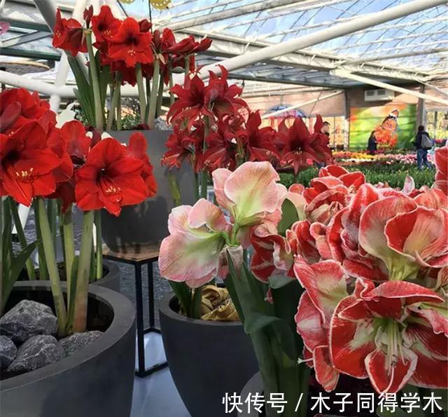脸大|公认好养的“大漂亮花”,大球随便丢土里,花朵鲜艳比脸大