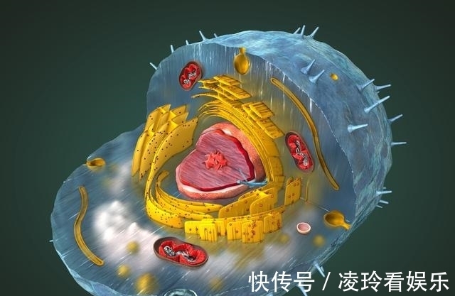 胰高血糖素|糖尿病人重大福音!挪威发现胰岛细胞可以自己转换身份分泌胰岛素