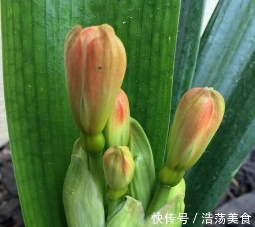 绿植|很多人觉得君子兰挑剔，很难养开花，了解几点，花苞冒不停