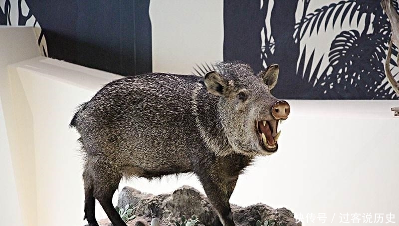 山海经|山海经:5种寓意吉祥的异兽,1鱼2鸟2兽,其实现代也都能见到