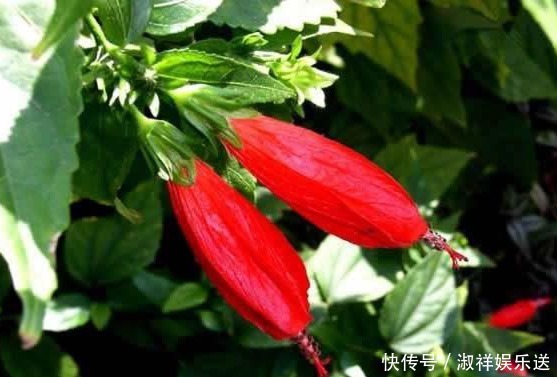 盆栽|以下这种花,盆栽简单好养,花期全年蹭蹭长,超乎想象