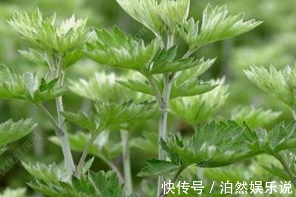 艾疚|80岁老奶奶每天用一份艾草,4大好处让人惊喜,早知早受益