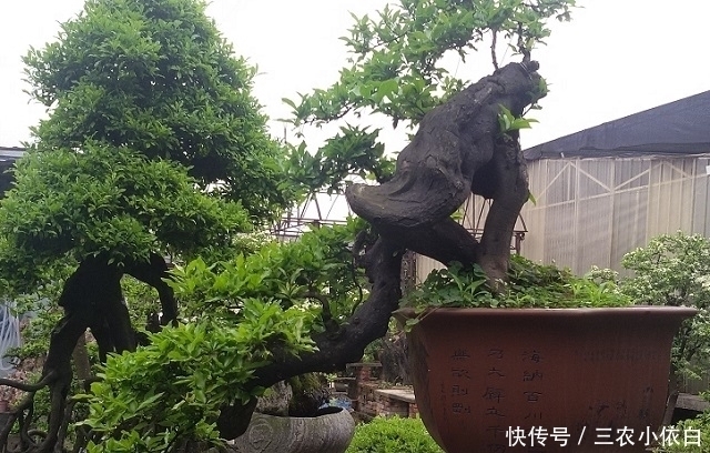 柿子花|山上这野树,过去当柴烧,如今珍贵过黄花梨,制成盆景一株上千元