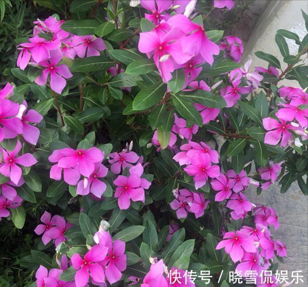 秋天|5种“漂亮花”，个个高颜值，越冷凉，花越艳，现在正是入手时