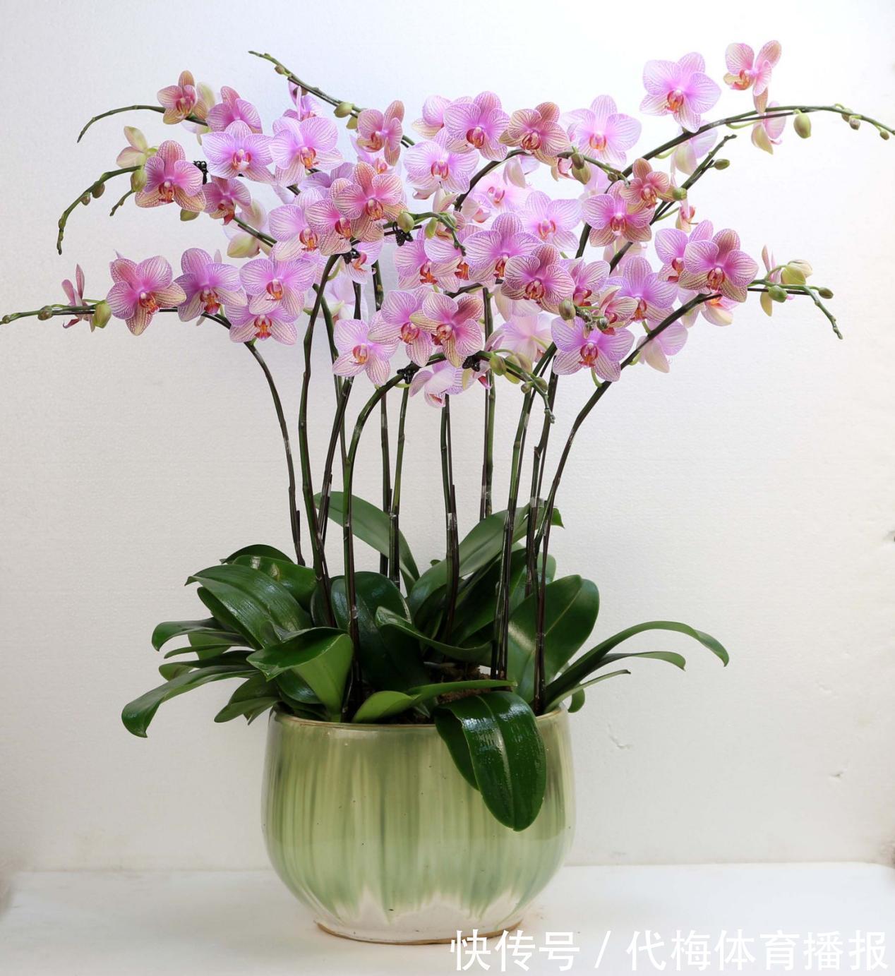 浇水|蝴蝶兰被扔路边,捡回去能养活吗?按这4点操作,开花长叶子易