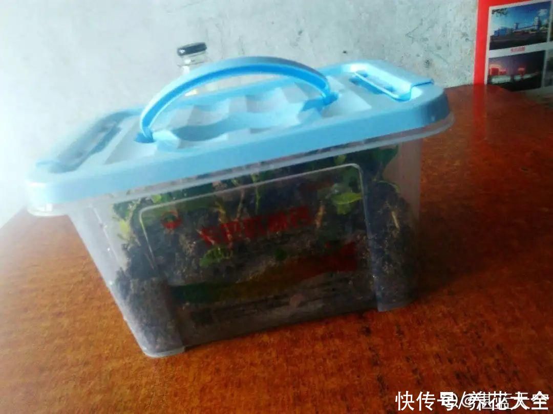 11种常见花，现在扦插，成活率特高