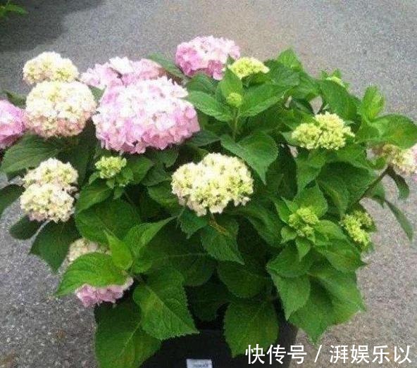 蓝冰|人见人爱“大绣球”,做到几点咋养都活,“红蓝相映”,变换无穷