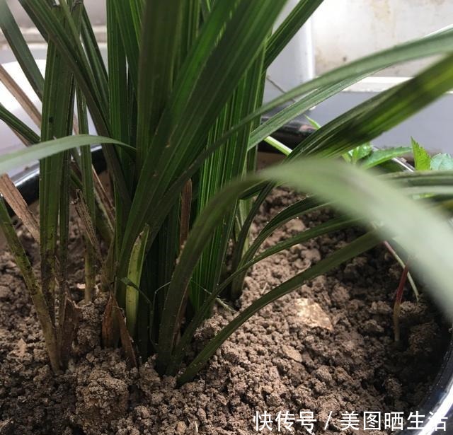 花盆里有小飞虫,不用喷药,简单1个方法,干净清爽,花草旺!